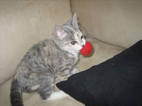 Blanding af racer Nini <3 Forsvundet.. :´( - Jubii jeg fik bolden.. :) billede 4