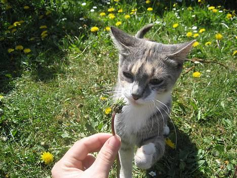 Blanding af racer Nini <3 Forsvundet.. :´( - Den lugter dejligt..  billede 5