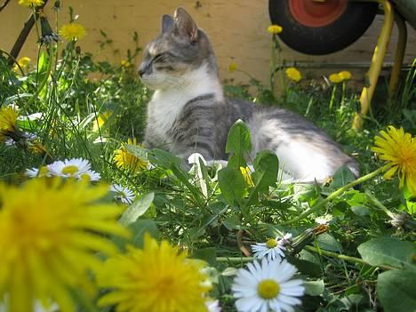 Blanding af racer Nini <3 Forsvundet.. :´( - Det er godt med en lille lur i det dejlige vejr.. billede 6