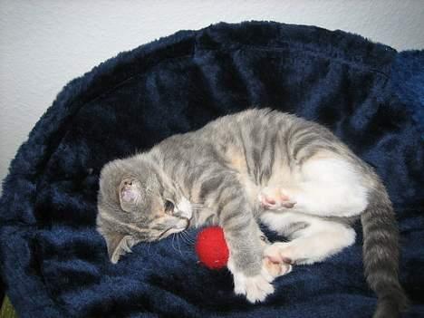 Blanding af racer Nini <3 Forsvundet.. :´( - Har lige fået min bold med op i mit krasse stativ.. :) billede 7