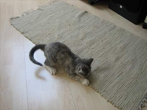 Blanding af racer Nini <3 Forsvundet.. :´( - Tæppe er også sjovt at lege med selv om jeg godt ved at jeg ikke må.. :) hehe billede 8