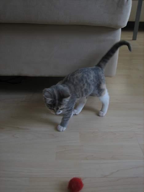 Blanding af racer Nini <3 Forsvundet.. :´( - Er lige ved at gøre mig klar til at angribe.. billede 9