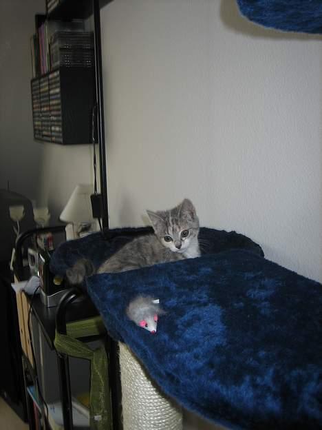 Blanding af racer Nini <3 Forsvundet.. :´( - Jeg skal nok få musen.. billede 10