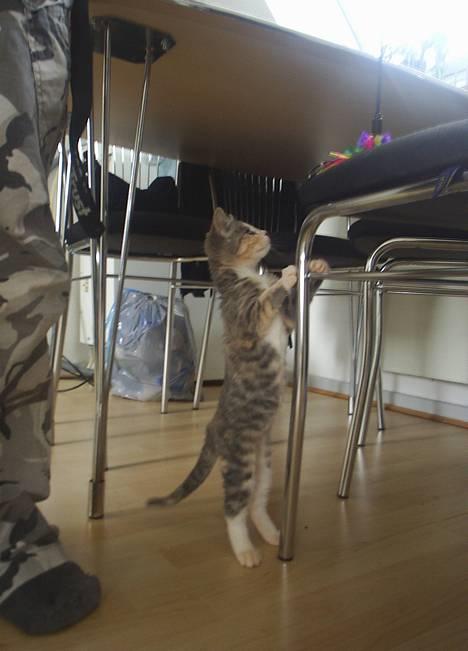 Blanding af racer Nini <3 Forsvundet.. :´( - Gad vide hvad der er, der oppe... billede 11