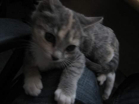 Blanding af racer Nini <3 Forsvundet.. :´( - Her ligger jeg jo godt..  billede 12