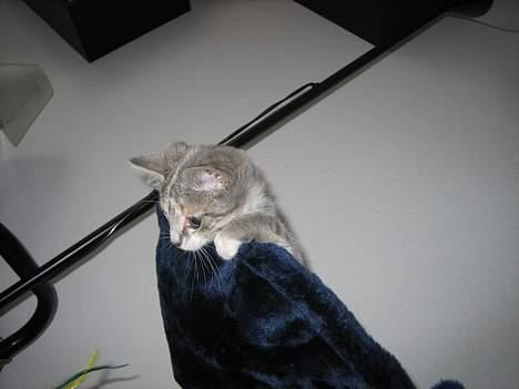 Blanding af racer Nini <3 Forsvundet.. :´( - Uhhh der er godt nok langt ned..  billede 13