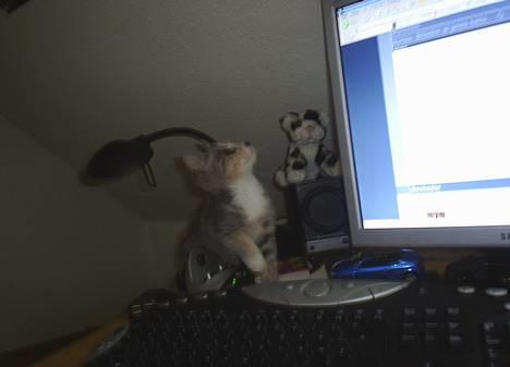 Blanding af racer Nini <3 Forsvundet.. :´( - Det er spændene at se hvad der sker på skærmen.. :) billede 14