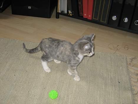 Blanding af racer Nini <3 Forsvundet.. :´( - Har fået øje på nogent nyt, så er bolden ikke spændene mere.. billede 15