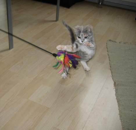 Blanding af racer Nini <3 Forsvundet.. :´( - Skal nok få fat i den.. billede 16