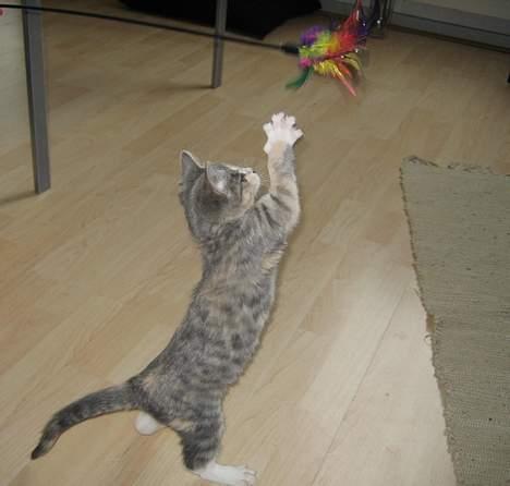 Blanding af racer Nini <3 Forsvundet.. :´( - Har den næsten.. billede 17