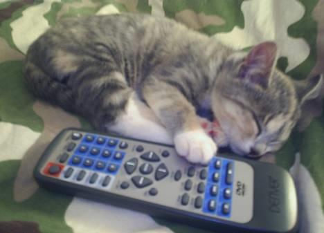 Blanding af racer Nini <3 Forsvundet.. :´( - Sikke en kedelig film, den var lige til at falde i søvn over.. hehe billede 18