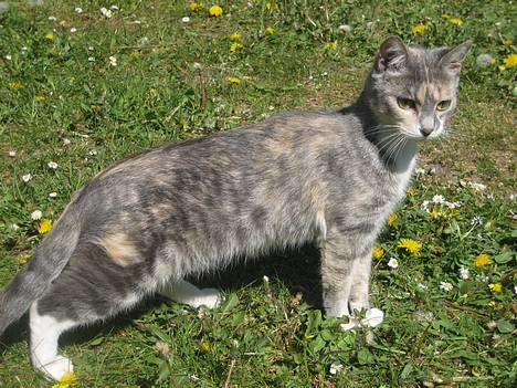 Blanding af racer Nini <3 Forsvundet.. :´( - Hvad var det..  billede 19