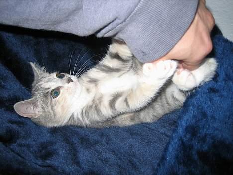 Blanding af racer Nini <3 Forsvundet.. :´( - Det er bare så dejligt at blive nusset på maven.. :) billede 20