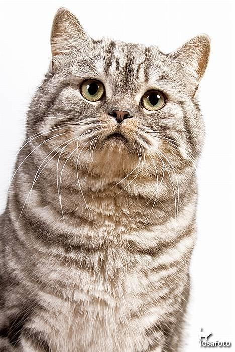 British Shorthair Qaiser - Guf.... Hvor er jeg bare lækker.... billede 2