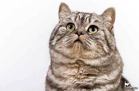 British Shorthair Qaiser billede 4