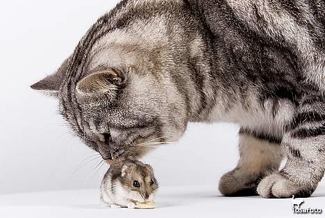 British Shorthair Qaiser - "Det handler om at være tryg" Qaiser og min hamster Spunk... billede 6