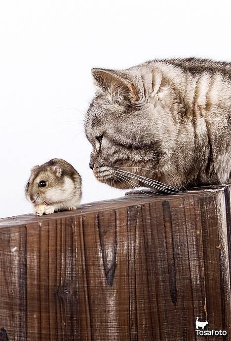 British Shorthair Qaiser - Hej med dig... billede 7