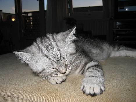 British Shorthair Qaiser - Neeej, ikk en blitz igen.... ca. 3 - 4 måneder gammel. billede 10