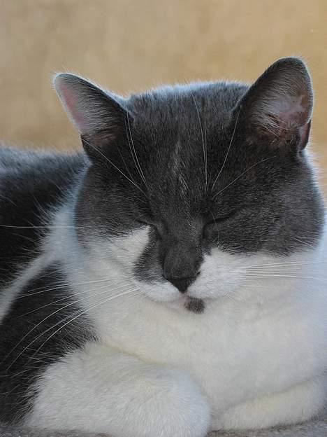 Huskat Vildkat - "Zzzzz" billede 1