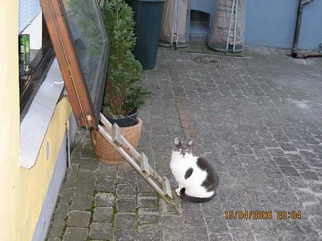 Huskat Vildkat - "Hrm, tror jeg kravler ind om lidt" billede 2