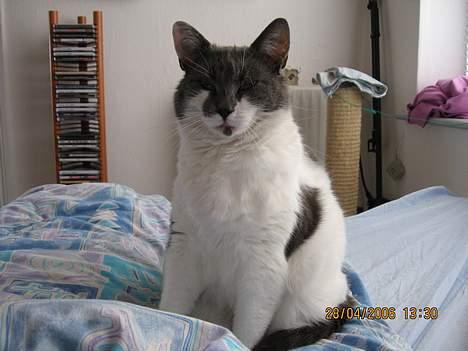 Huskat Vildkat - "Hvem er ham tossen med kameraet?" billede 3