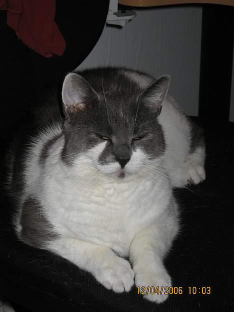 Huskat Vildkat - "Elsker altså bare den her kontorstol" billede 4