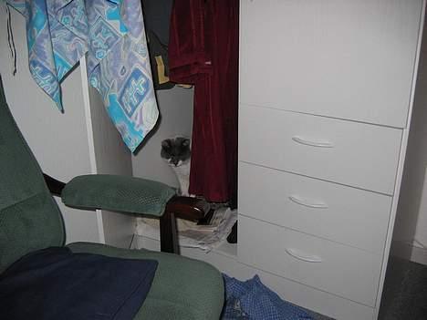 Huskat Vildkat - "Orv, hvor er det spændende!" billede 6