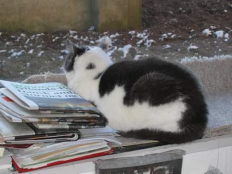 Huskat Vildkat - "Man har nu et godt udsyn her i vindueskarmen" billede 7