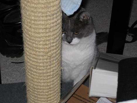 Huskat Vildkat - "Dig vil jeg kradse på om lidt!" billede 8