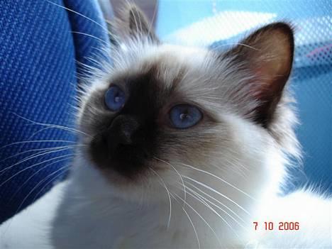 Hellig Birma Dk Silky Sox Miss Maggie billede 1