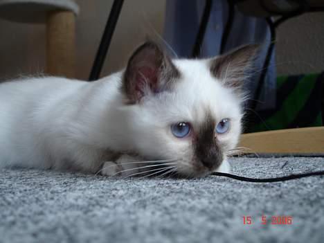 Hellig Birma Dk Silky Sox Miss Maggie billede 2