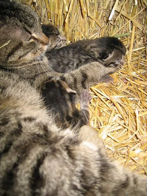 Blanding af racer Nala - NY!! Nala med sine killinger fra kuld nr. 2...   (9/5-06) billede 13