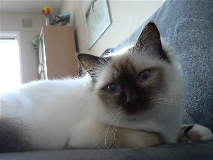 Hellig Birma Dk Silky Sox Miss Maggie billede 3