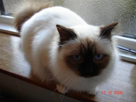 Hellig Birma Dk Silky Sox Miss Maggie billede 4