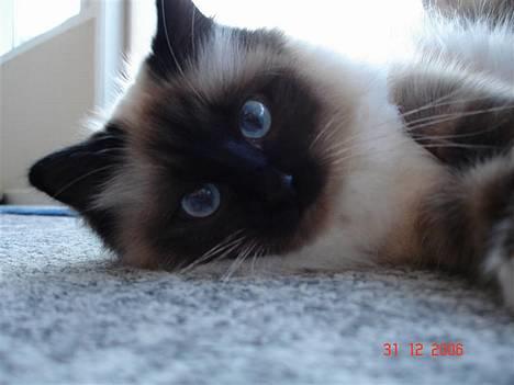 Hellig Birma Dk Silky Sox Malou billede 1