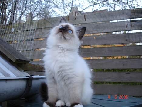 Hellig Birma Dk Silky Sox Malou billede 2