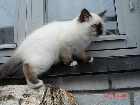 Hellig Birma Dk Silky Sox Malou billede 3