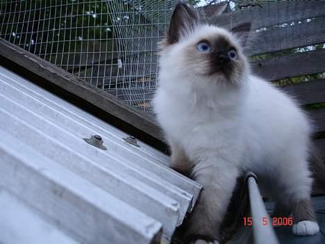 Hellig Birma Dk Silky Sox Malou billede 4