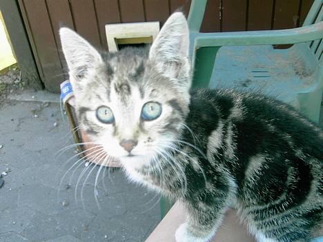 Huskat spiti - hej alle sammen. nu er jeg lille billede 1