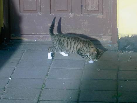 Huskat spiti - nu har jeg den haha billede 3