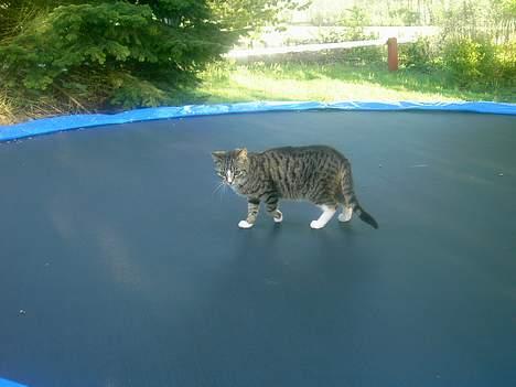 Huskat spiti - nu vil jeg hoppe men vodan gør man billede 4