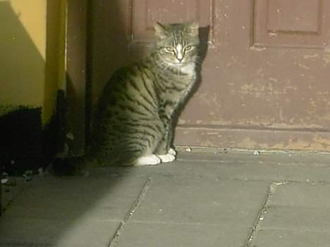 Huskat spiti - hvad se du på abe haha  billede 5