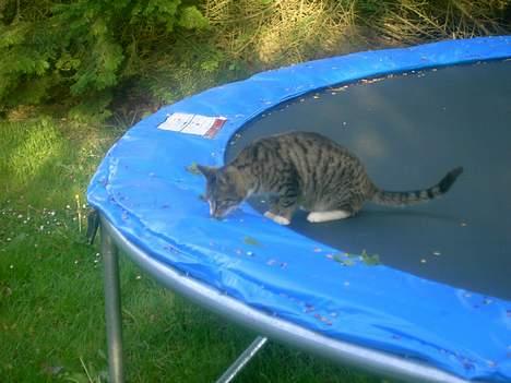 Huskat spiti - aaaaaaa mudi hjelp mig kán ikke kommer ned  billede 6