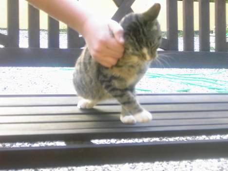 Huskat spiti - jaja li der uu ja billede 7