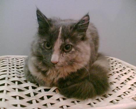 Norsk Skovkat Tikki  *Forsvundet* :o( billede 20