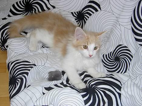 Norsk Skovkat Ol´s Nakuru R.I.P. - Elsker at ligge her på dynen med min mus. billede 7