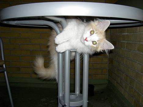 Norsk Skovkat Ol´s Nakuru R.I.P. - Hej Mor!!! Har du set hvad jeg kan??? billede 8