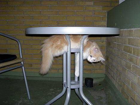 Norsk Skovkat Ol´s Nakuru R.I.P. - Jeg gør det også lige fra siden af. Ja Ja, jeg ved godt at det larmer lidt meget, hi hi...... billede 9