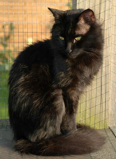 Tyrkisk Angora IP/SC Pirlanta'dan Black Devil - Løbegården 2005 billede 3