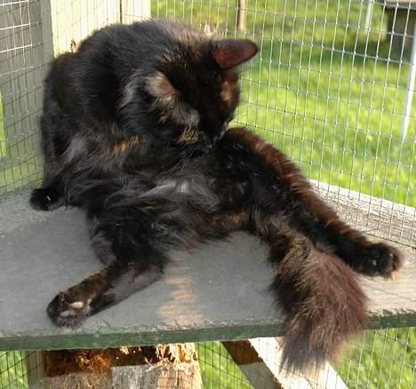 Tyrkisk Angora IP/SC Pirlanta'dan Black Devil - Her er min hemlighed. Min hvide plet godt gemt. billede 6